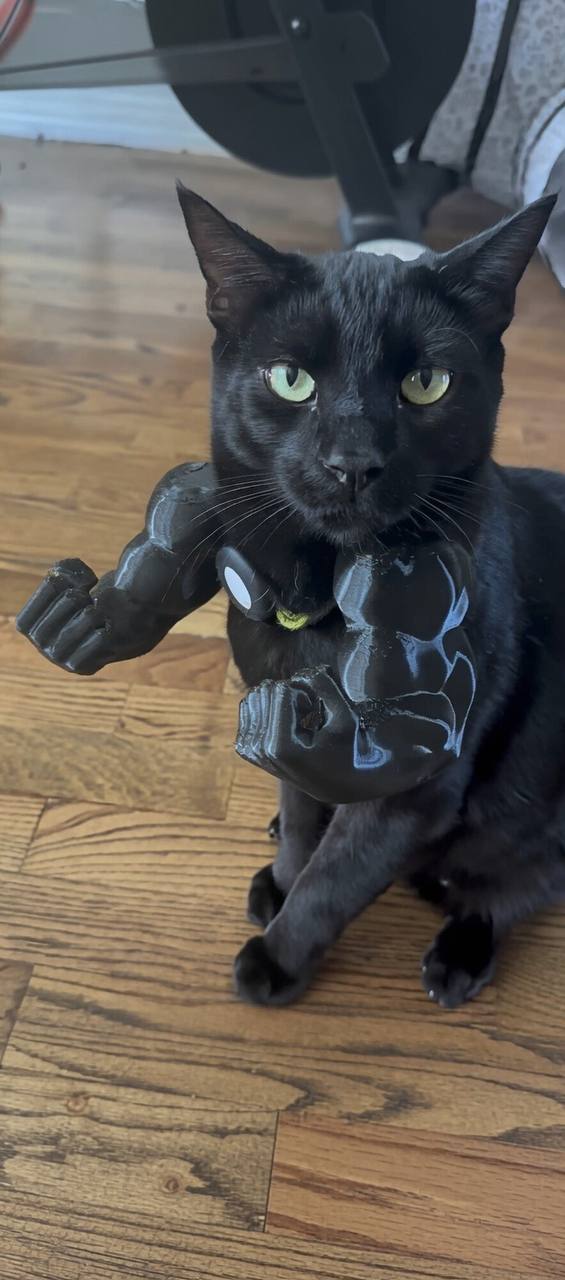 Mighty Black Cat